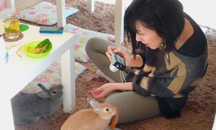 Rabbit Cafes:  Relax, It’s Not What You Think