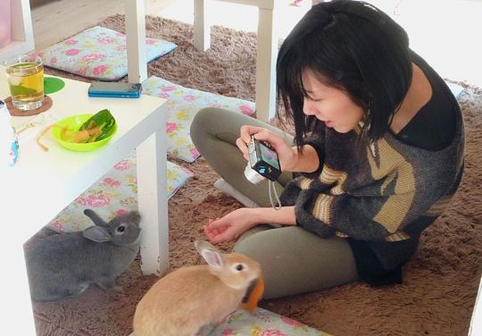 Rabbit Cafes:  Relax, It’s Not What You Think